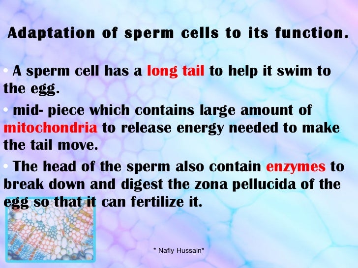 Two adaptions of a sperm cell Black ass fuck butt